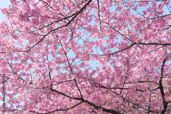 Obraz 柔らかいピンク色の桜と晴天