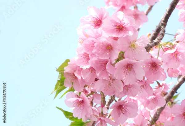 Obraz 柔らかいピンク色の桜