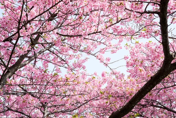 Obraz 柔らかいピンク色の桜と晴天