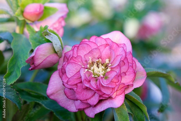 Obraz ピンク色のクリスマスローズ