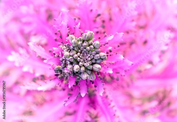 Obraz 宝石のような蕾