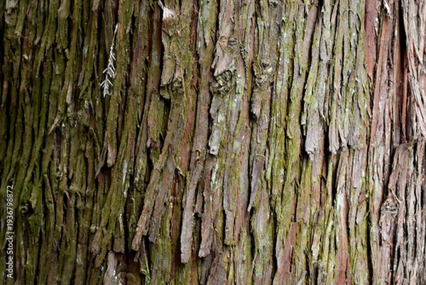 Obraz 自然の芸術、森の中の樹木の表皮