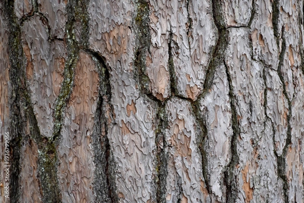 Obraz 自然の芸術、森の中の樹木の表皮