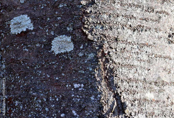 Obraz 自然の芸術、森の中の樹木の表皮