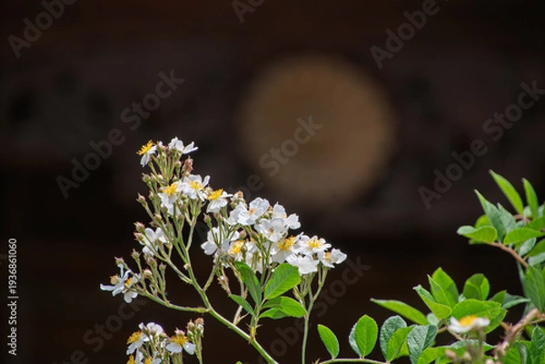 Obraz 暗い背景に映える清楚なノイバラの白い花とコピースペースのある自然背景素材