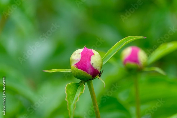 Obraz 新緑の庭園で膨らむ鮮やかなピンク色の芍薬の蕾と美しいボケ味の背景