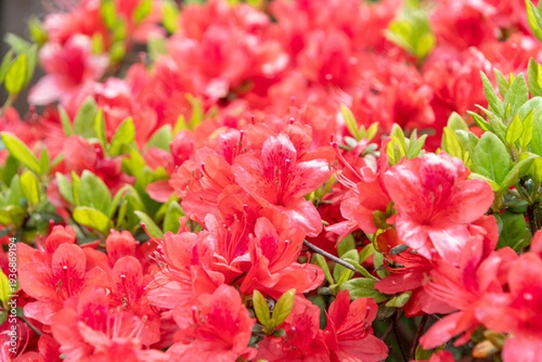 Obraz 春の庭園に鮮やかに満開で咲き誇る赤とピンクのツツジ。日本の豊かな自然と季節の彩りを感じる背景素材。