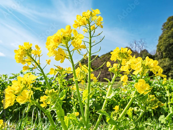 Obraz 青空へ伸びる菜の花、陽光に輝く春の躍動感