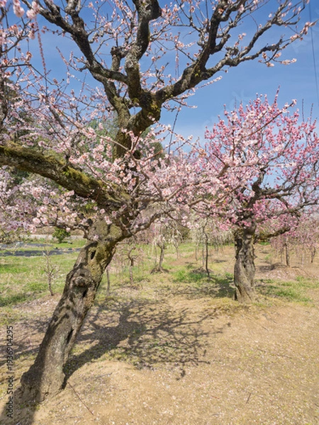 Obraz 青空に映える梅林、春光に包まれた憩いの風景