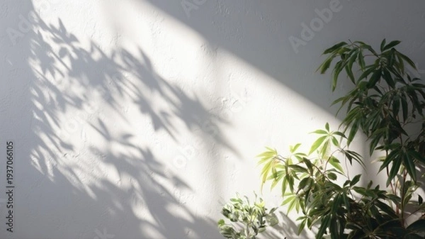 Obraz 壁に映る植物の影が美しい。インテリアや自然を感じる素材に最適な写真。