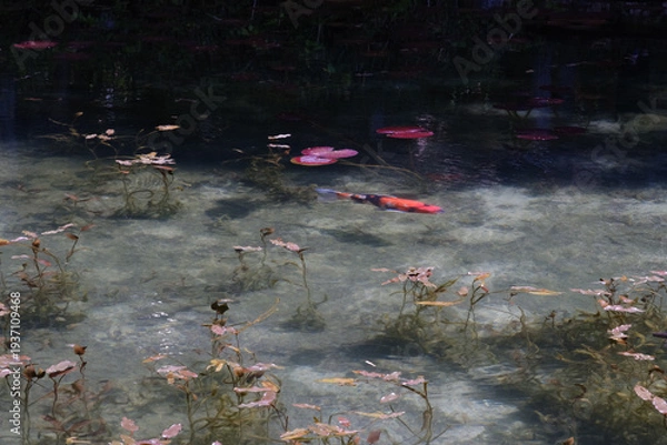 Obraz 岐阜県にある美しい池、岐阜県にあるモネの池、美しい錦鯉が泳ぐ透明な池、