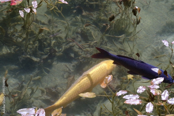 Obraz 岐阜県にある美しい池、岐阜県にあるモネの池、美しい錦鯉が泳ぐ透明な池、