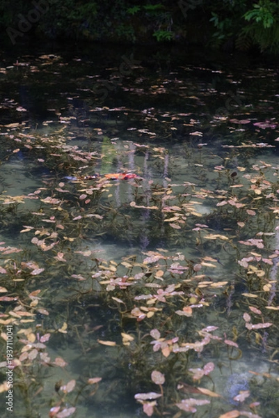 Obraz 岐阜県にある美しい池、岐阜県にあるモネの池、美しい錦鯉が泳ぐ透明な池、