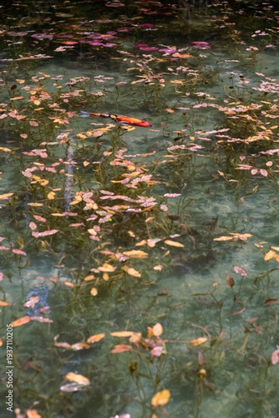 Obraz 岐阜県にある美しい池、岐阜県にあるモネの池、美しい錦鯉が泳ぐ透明な池、