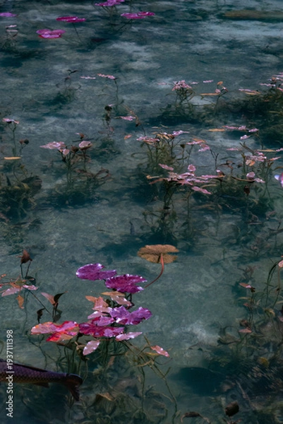 Obraz 岐阜県にある美しい池、岐阜県にあるモネの池、美しい錦鯉が泳ぐ透明な池、