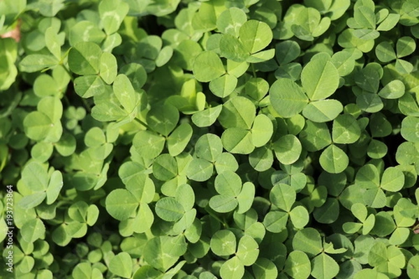 Fototapeta clover