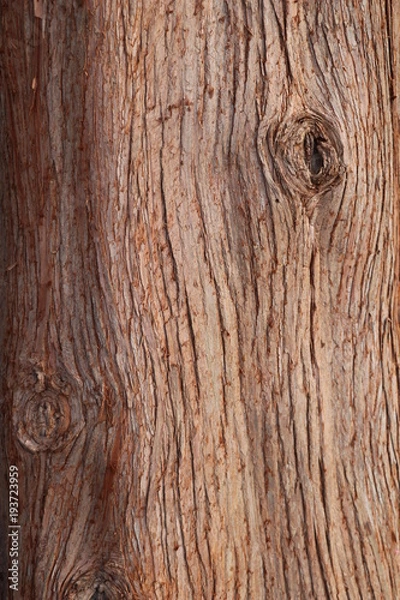 Fototapeta bark