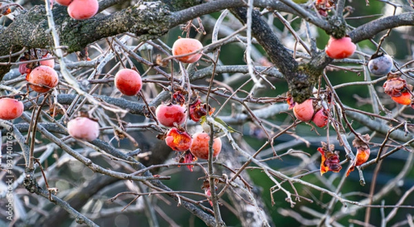 Obraz 柿の実を食べるメジロ