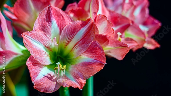 Obraz ピンクの花のアマリリス