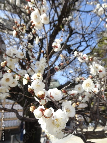 Obraz 白い梅が満開に咲く風景