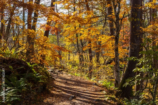 Obraz 日本の風景・秋　福島県裏磐梯　紅葉の五色沼湖沼群　　