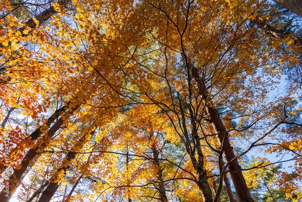 Obraz 日本の風景・秋　福島県裏磐梯　紅葉の五色沼湖沼群　　