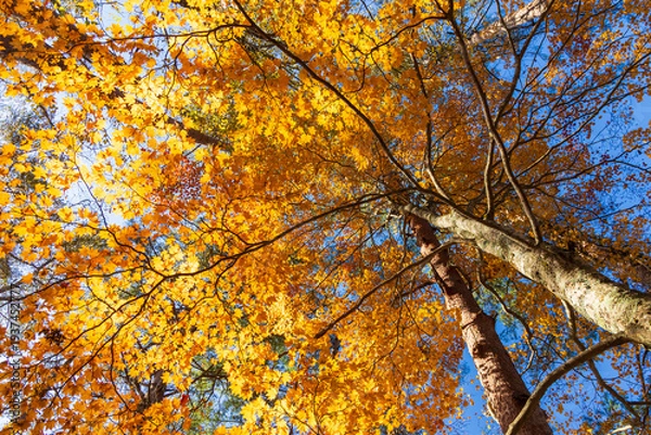 Obraz 日本の風景・秋　福島県裏磐梯　紅葉の五色沼湖沼群　　