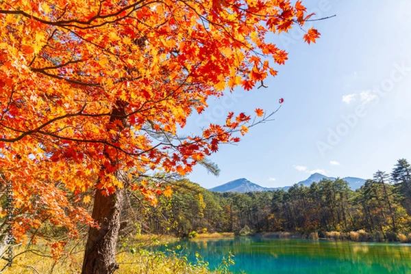 Obraz 日本の風景・秋　福島県裏磐梯　紅葉の五色沼湖沼群　るり沼と磐梯山　　