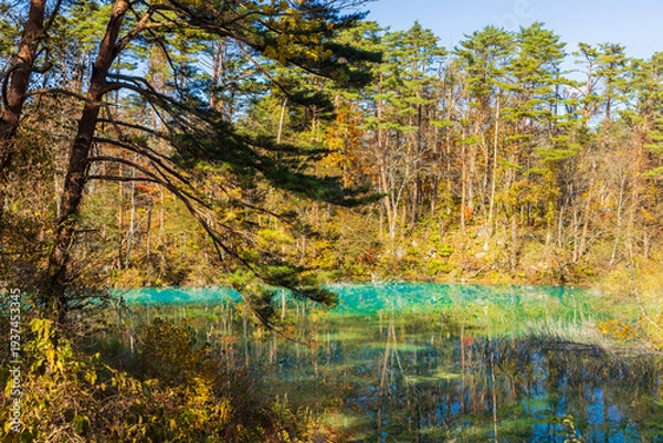 Obraz 日本の風景・秋　福島県裏磐梯　紅葉の五色沼湖沼群　青沼