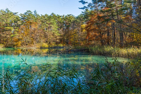 Fototapeta 日本の風景・秋　福島県裏磐梯　紅葉の五色沼湖沼群　青沼