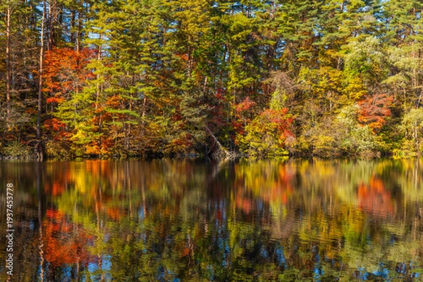 Obraz 日本の風景・秋　福島県裏磐梯　紅葉の五色沼湖沼群　柳沼