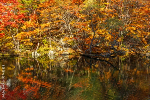 Obraz 日本の風景・秋　福島県裏磐梯　紅葉の五色沼湖沼群　柳沼