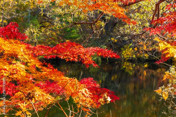 Obraz 日本の風景・秋　福島県裏磐梯　紅葉の五色沼湖沼群　母沼