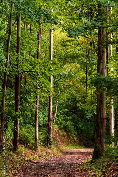 Obraz path through a Galician forest