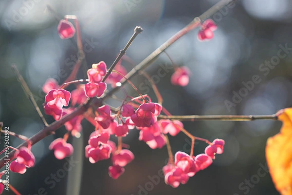 Obraz 可愛らしいマユミの実のアップ