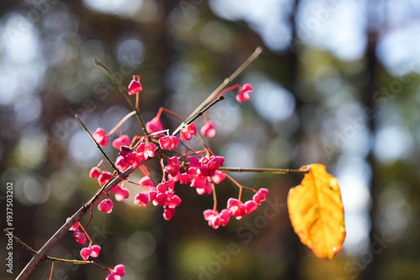 Obraz 枝先に実るピンクのマユミの実