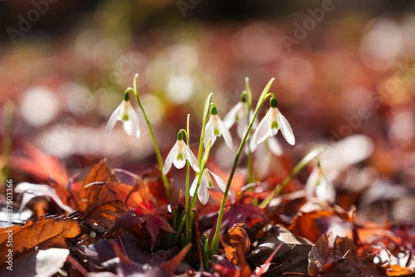 Obraz 落葉の中に咲くスノードロップ