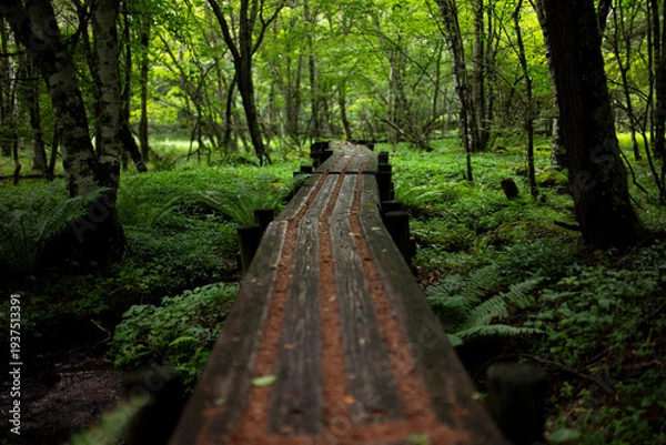 Obraz 夏の山の中をハイキング