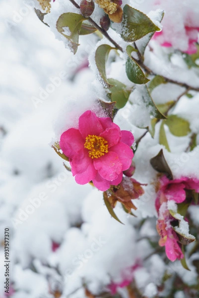 Obraz サザンカの花・花に雪が積もる