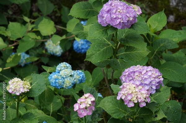 Fototapeta 紫陽花