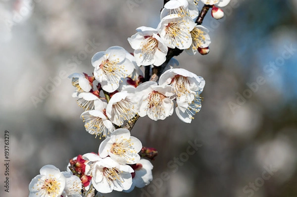 Obraz 満開の白い梅の花