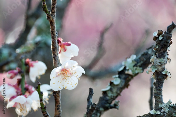 Obraz 枝についた白梅