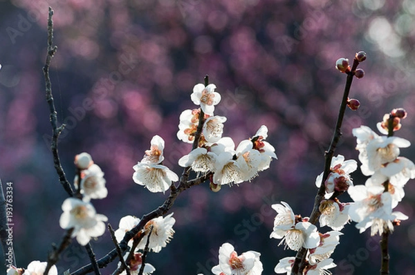 Obraz 風に揺れる梅の花とつぼみ