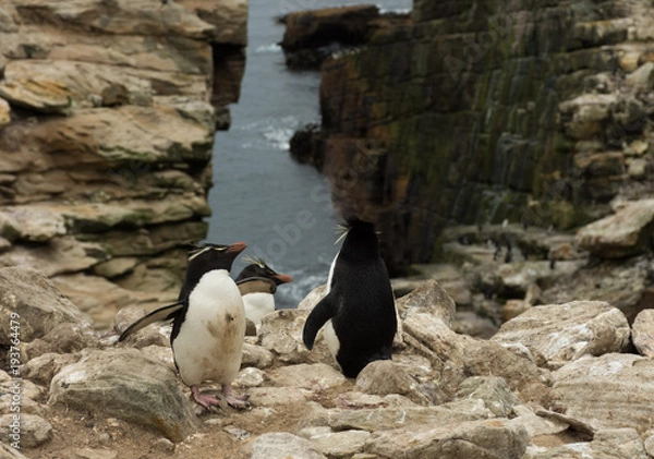 Fototapeta Three Rockhopper Penguins at the Top of a Steep Cliff