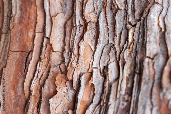 Fototapeta Close up of pine bark