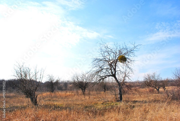Fototapeta Apple garden without leaves on the lawn with dry grass, the sky and clouds, autumn, Ukraine