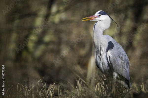 Fototapeta Grey Heron / Ardea cinerea