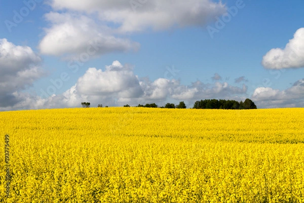Fototapeta Landscape with rapeseed flowers.