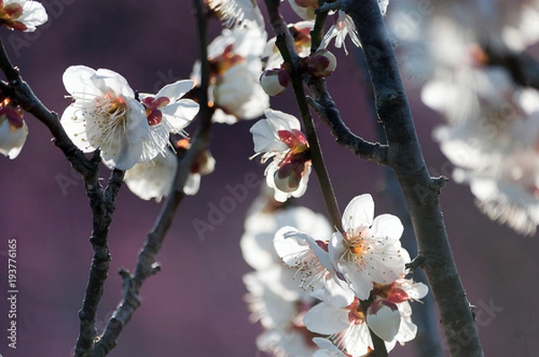 Obraz 花開く白梅