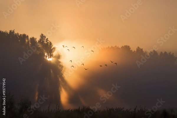 Obraz Kaczki latające podczas świtu